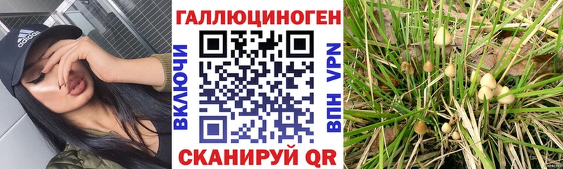 блэк спрут   Асино  Галлюциногенные грибы ЛСД  где найти  